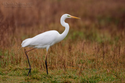 Great White Egret (Casmerodius albus)