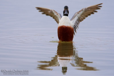 Northern Shoveler (Anas clypeata)