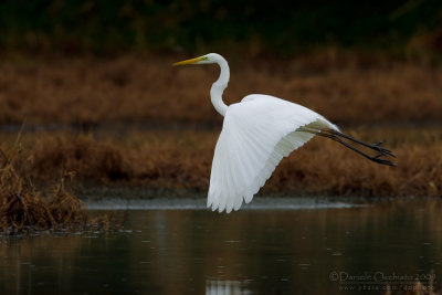 Great White Egret (Casmerodius albus)