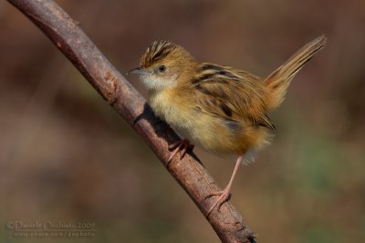 Zitting Cisticola (Cisticola juncidis)