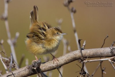 Zitting Cisticola (Cisticola juncidis)