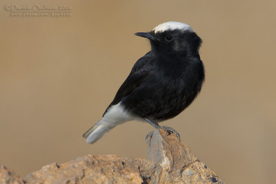 White-crowned Black Wheatear (Oenanthe leucopyga)