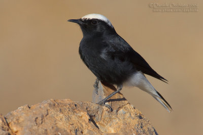 White-crowned Black Wheatear (Oenanthe leucopyga)