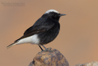 White-crowned Black Wheatear (Oenanthe leucopyga)