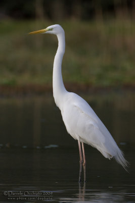 Great White Egret (Casmerodius albus)