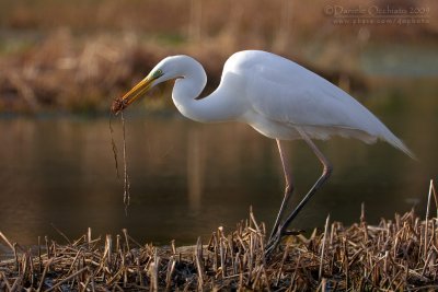 Great White Egret (Casmerodius albus)