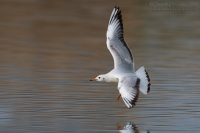 Common Black-headed Gull (Larus ridibundus)