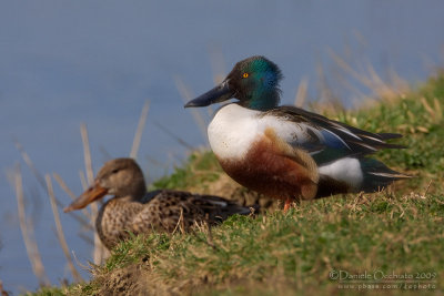 Northern Shoveler (Anas clypeata)