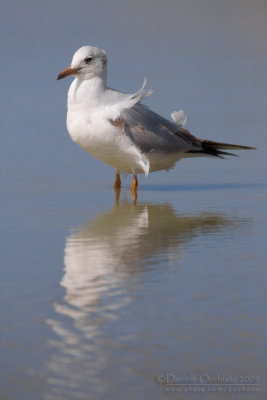 Common Black-headed Gull (Chroicocephalus ridibundus)