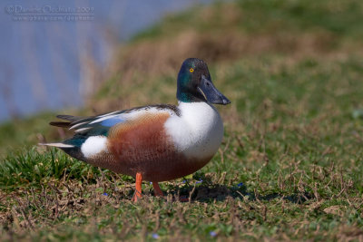 Northern Shoveler (Anas clypeata)