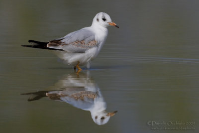 Common Black-headed Gull (Chroicocephalus ridibundus)