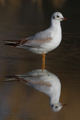 Common Black-headed Gull (Chroicocephalus ridibundus)