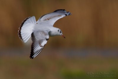 Common Black-headed Gull (Chroicocephalus ridibundus)