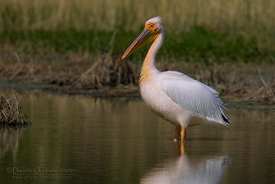 White Pelican (Pelecanus onocrotalus)