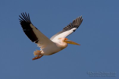 White Pelican (Pelecanus onocrotalus)