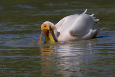 White Pelican (Pelecanus onocrotalus)