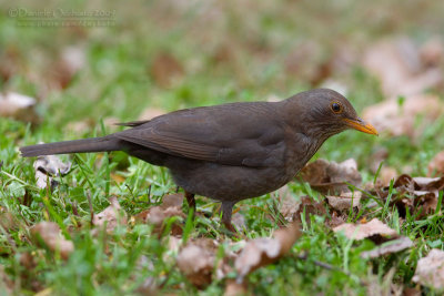 Blackbird (Turdus merula)