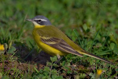 Blue-headed Yellow Wagtail (Motacilla flava ssp flava)