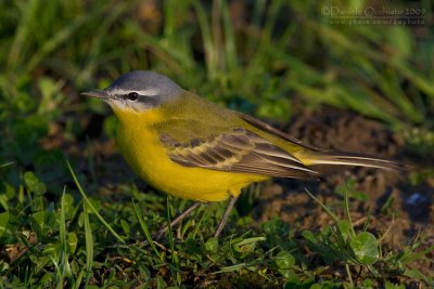 Probable Channel Blue-headed Yellow Wagtail (Motacilla flava hybrid)
