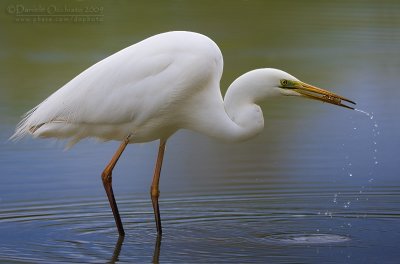 Great White Egret (Casmerodius albus)