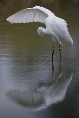 Great White Egret (Casmerodius albus)