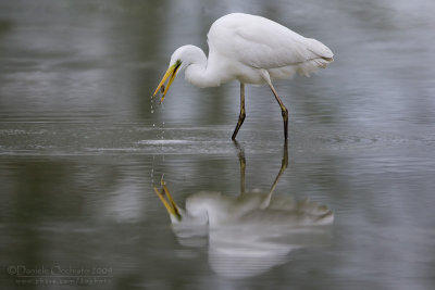 Great White Egret (Casmerodius albus)