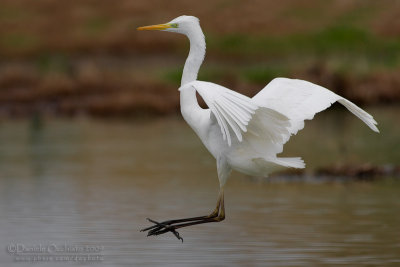 Great White Egret (Casmerodius albus)