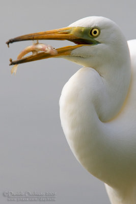 Great White Egret (Casmerodius albus)