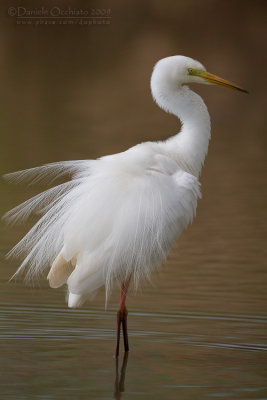 Great White Egret (Casmerodius albus)