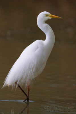 Great White Egret (Casmerodius albus)