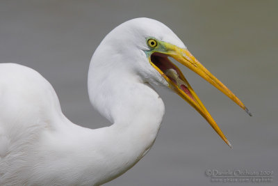 Great White Egret (Casmerodius albus)