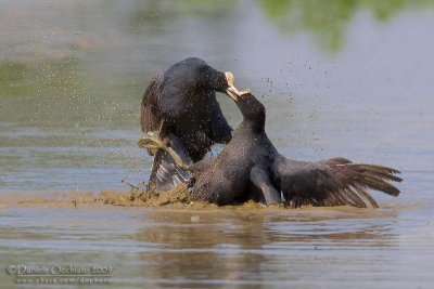 Eurasian Coot (Fulica atra)