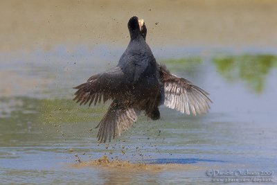 Eurasian Coot (Fulica atra)