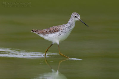 Marsh Sandpiper (Tringa stagnatilis)