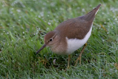 Common Sandpiper (Actitis hypoleucos)