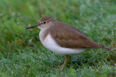 Common Sandpiper (Actitis hypoleucos)