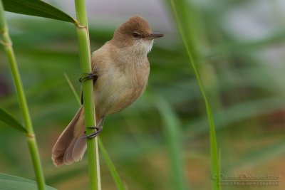 Clamorous Reed Warbler (Cannareccione stentoreo)