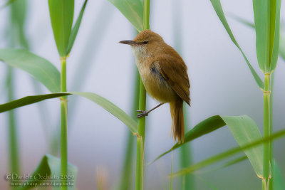 Clamorous reed Warbler (Acrocephalus stentoreus)