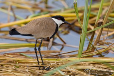 Spur-winged Plover (Vanellus spinosus)