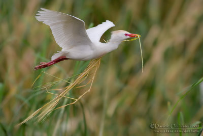 Cattle Egret (Bubulcus ibis)