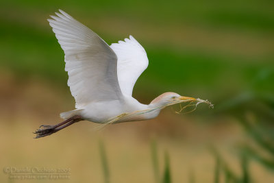 Cattle Egret (Bubulcus ibis)