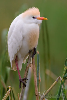 Cattle Egret (Bubulcus ibis)