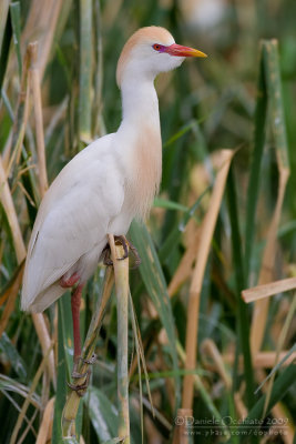 Cattle Egret (Bubulcus ibis)