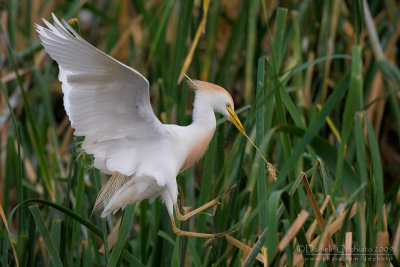 Cattle Egret (Bubulcus ibis)