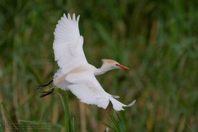 Cattle Egret (Bubulcus ibis)