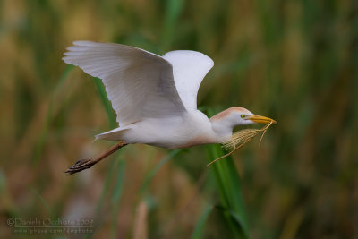 Cattle Egret (Bubulcus ibis)