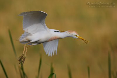 Cattle Egret (Bubulcus ibis)