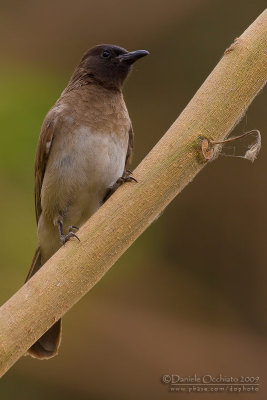 Common Bulbul (Pycnonotus barbatus)