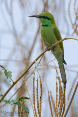 African Green Bee-eater (Merops verde africano)