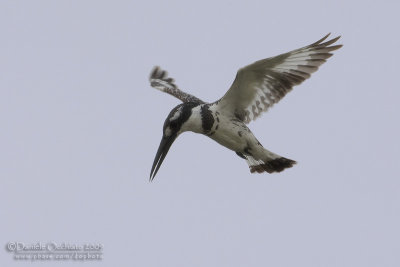 Pied King-fisher (Ceryle rudis)